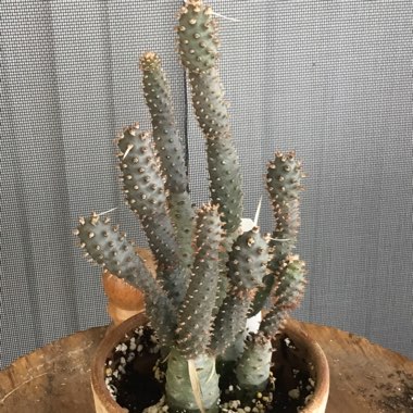 Tephrocactus articulatus 'Diadematus' syn. Tephrocactus articulatus var. diadematus