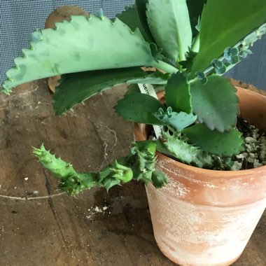 Huernia thuretii