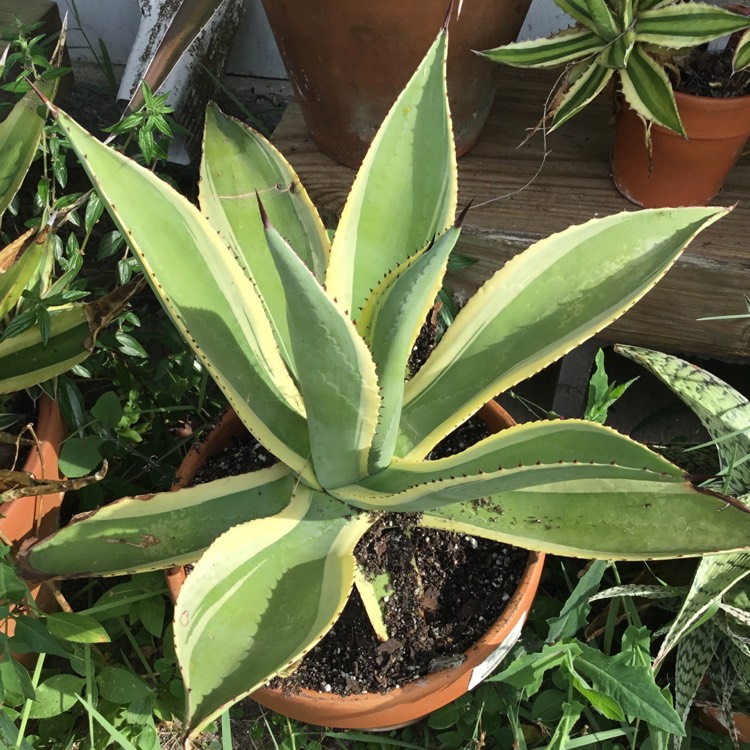 Plant image Agave Celsii Multicolour