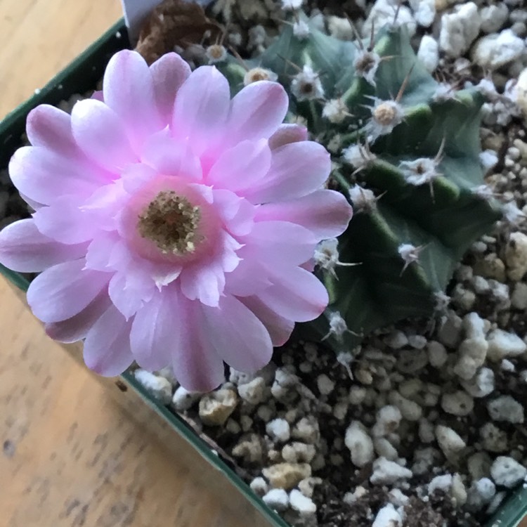 Plant image Gymnocalycium mihanovichii