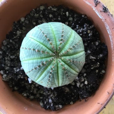 Euphorbia Obesa