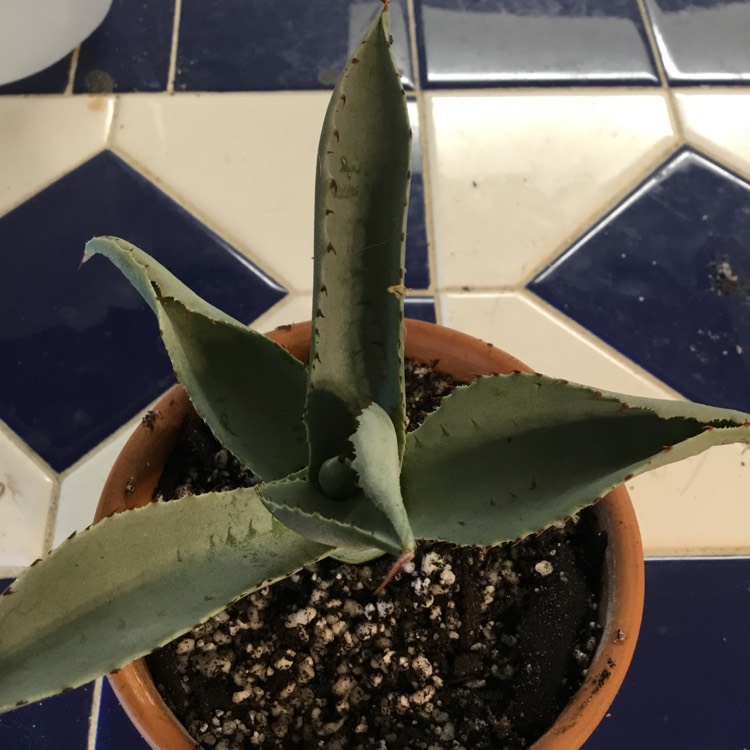 Plant image Agave Pygmae