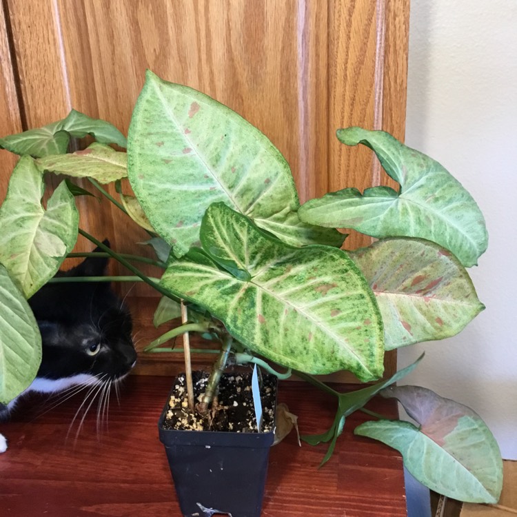 Plant image Syngonium podophyllum 'Confetti'