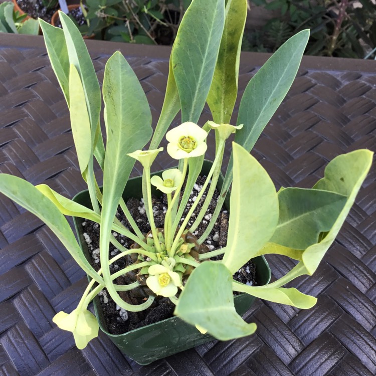 Plant image Euphorbia bupleurifolia 'Cockelbur'