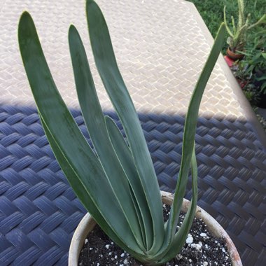 Aloe Plicatilis