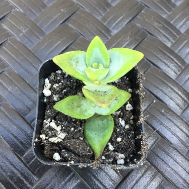 Crassula rupestris 