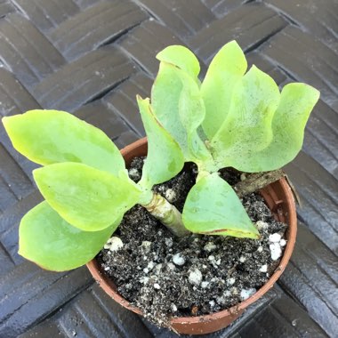 Crassula arborescens subsp. 'Undulatifolia'