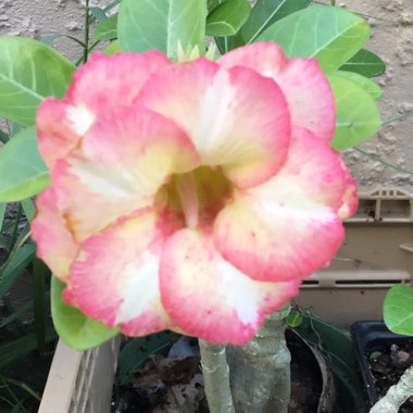 Desert Rose