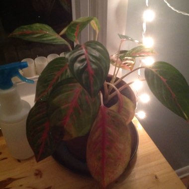 Aglaonema