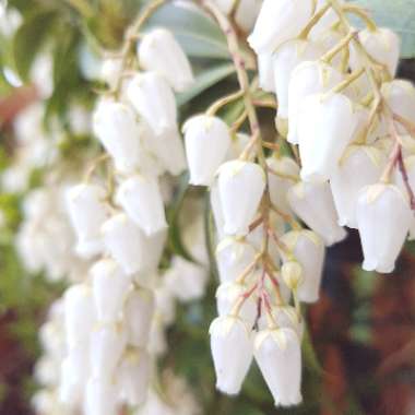 Pieris japonica 'Bonfire'