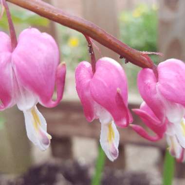 Lamprocapnos spectabilis 'Gold Heart' syn. Dicentra spectabilis 'Gold Heart'