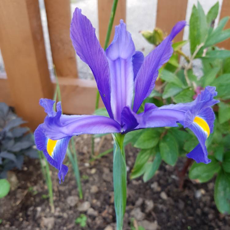 Plant image Iris 'Jack Attack'