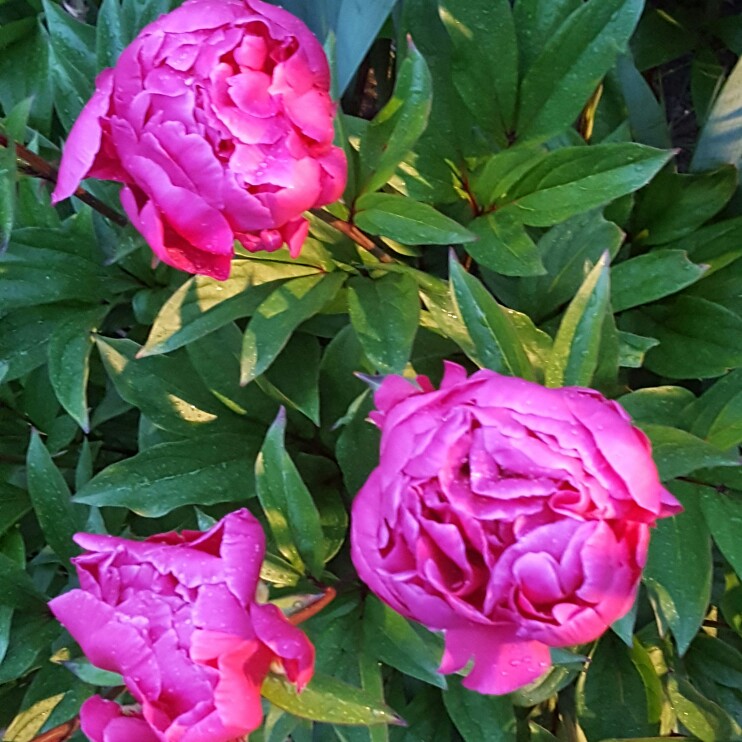 Plant image Paeonia lactiflora 'Adolphe Rousseau'