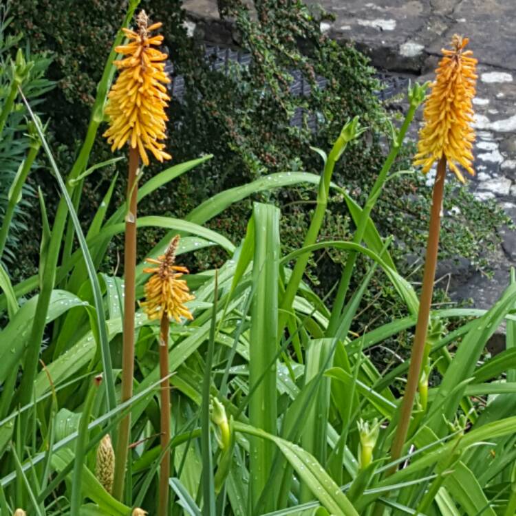 Plant image Kniphofia 'Tawny King'