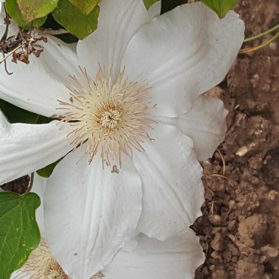 Plant image Clematis 'Mrs George Jackman'