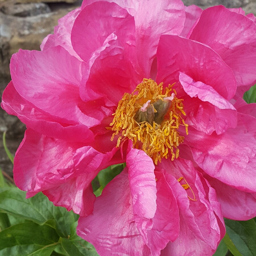 Plant image Paeonia 'Flame' syn. Paeonia lactiflora 'Flame'