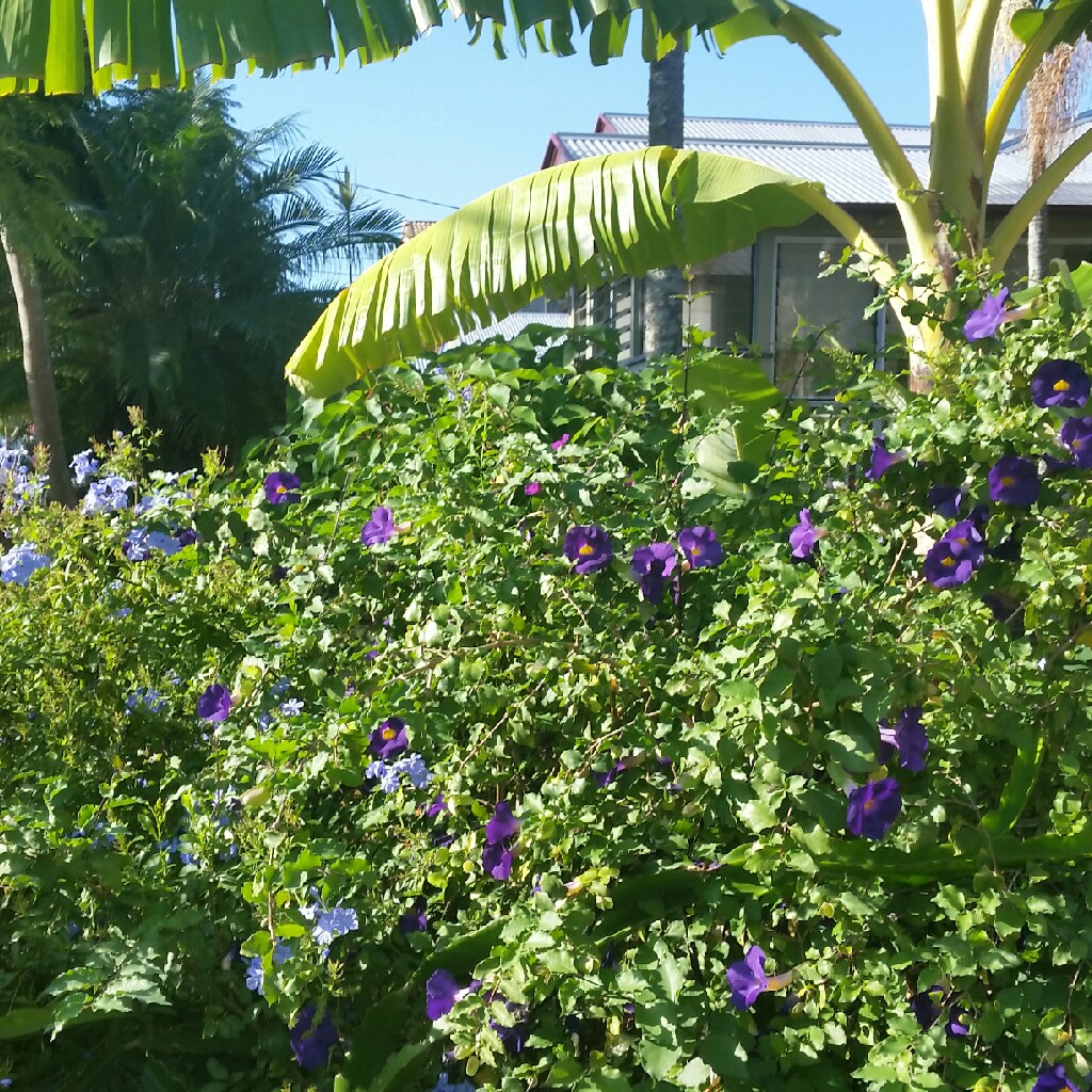 Plant image Thunbergia grandiflora