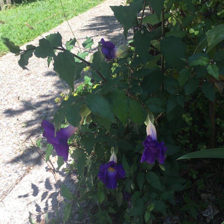 Plant image Thunbergia grandiflora