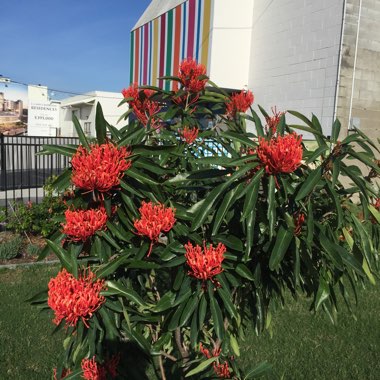 Stenocarpus sinuatus