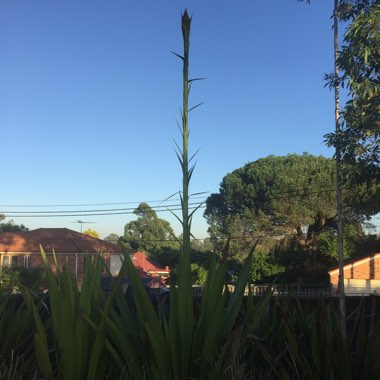 Doryanthes excelsa