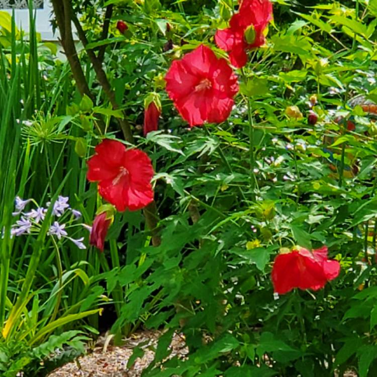 Plant image Hibiscus moscheutos 'Lord Baltimore'