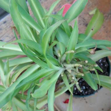 Spider Plant 'Picturatum'