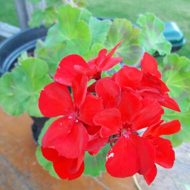 Pelargonium (Geranium)