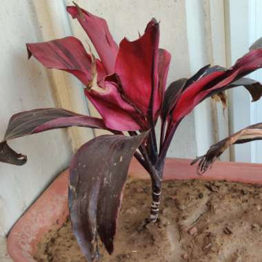 Cordyline fruticosa 'Chili Pepper'