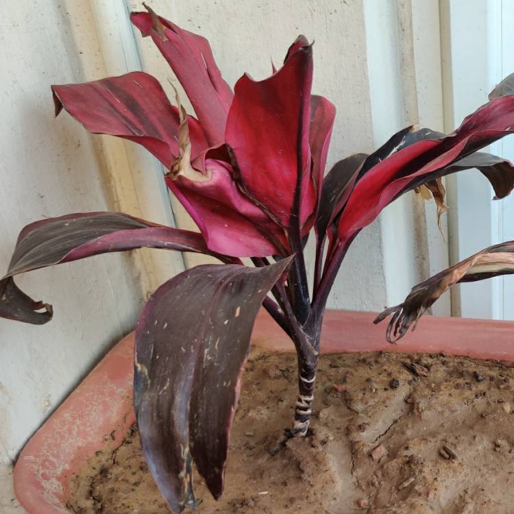 Plant image Cordyline fruticosa 'Chili Pepper'