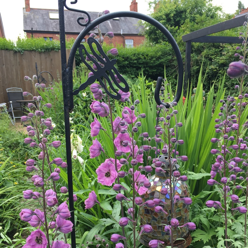 Delphinium 'Dusky Maiden'