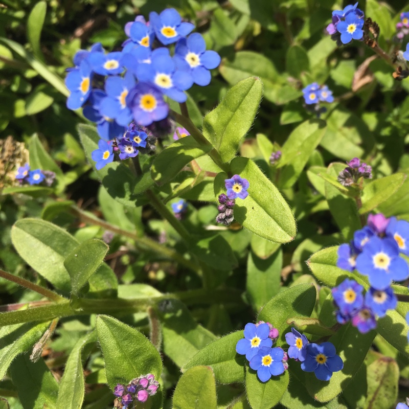 Water Forget-Me-Not