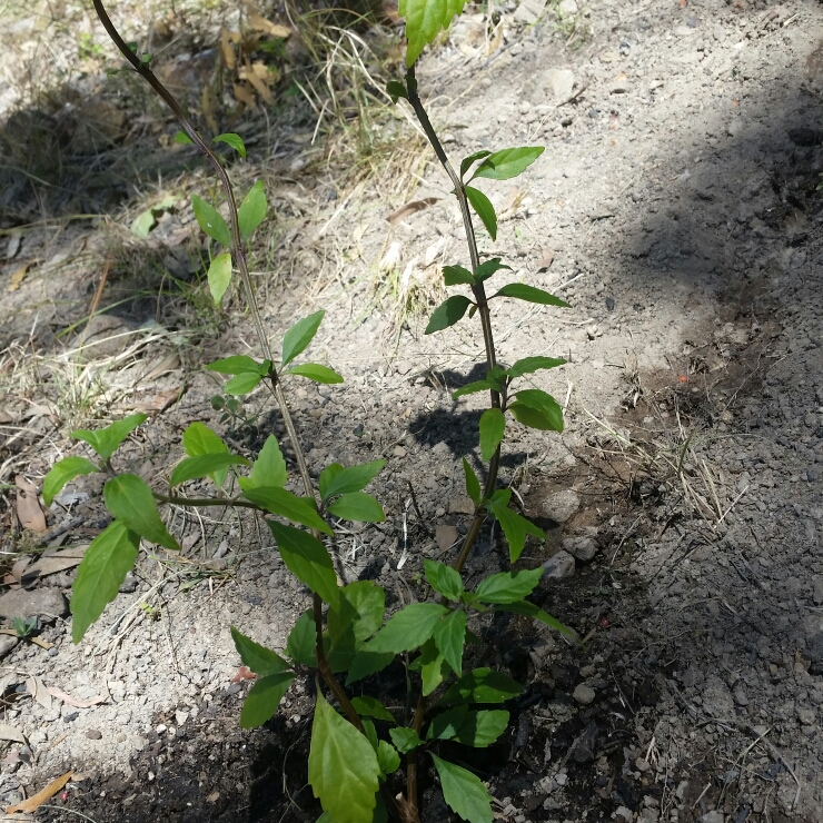 Plant image Orthosiphon arisatus