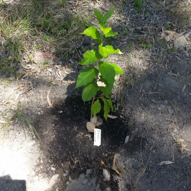 Plant image Bunchosia argentea