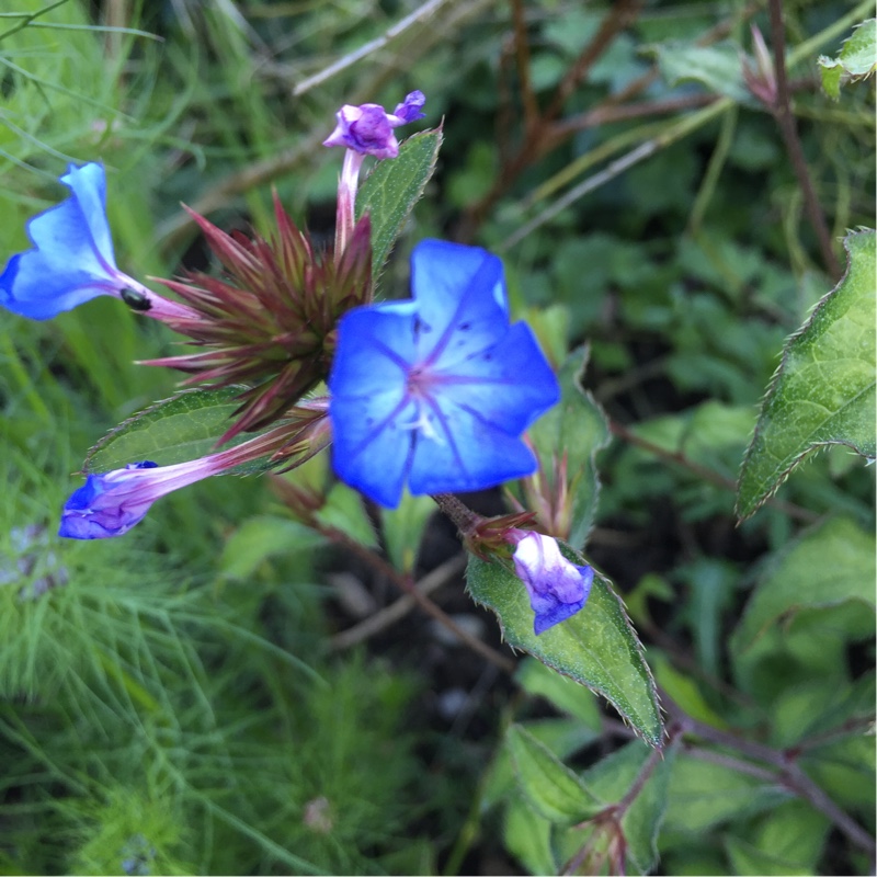 Plant image Ceratostigma willmottianum 'Forest Blue'