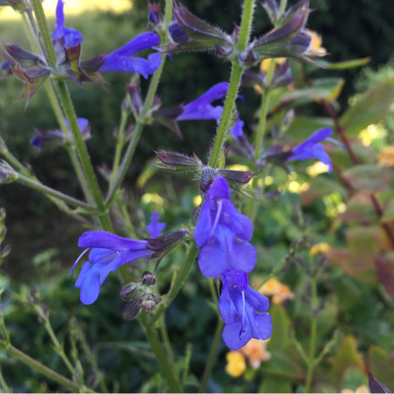 Plant image Salvia Chamelaegnea 'African Sky'