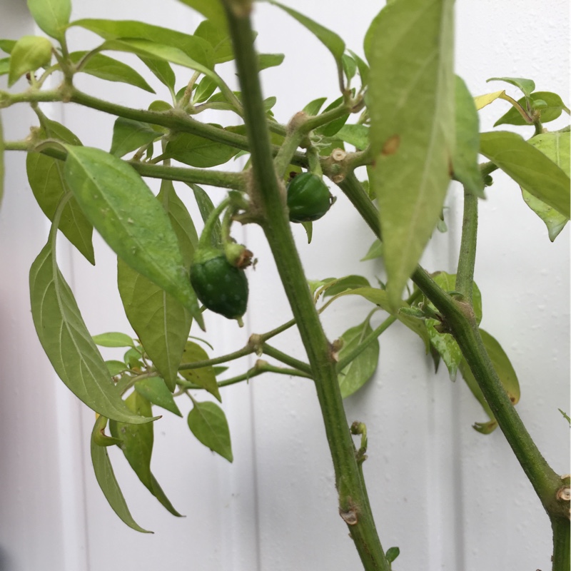 Plant image Capsicum Annuum 'Orange'