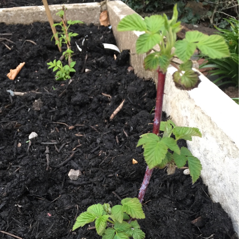 Plant image Rubus occidentalis 'Black Jewel'