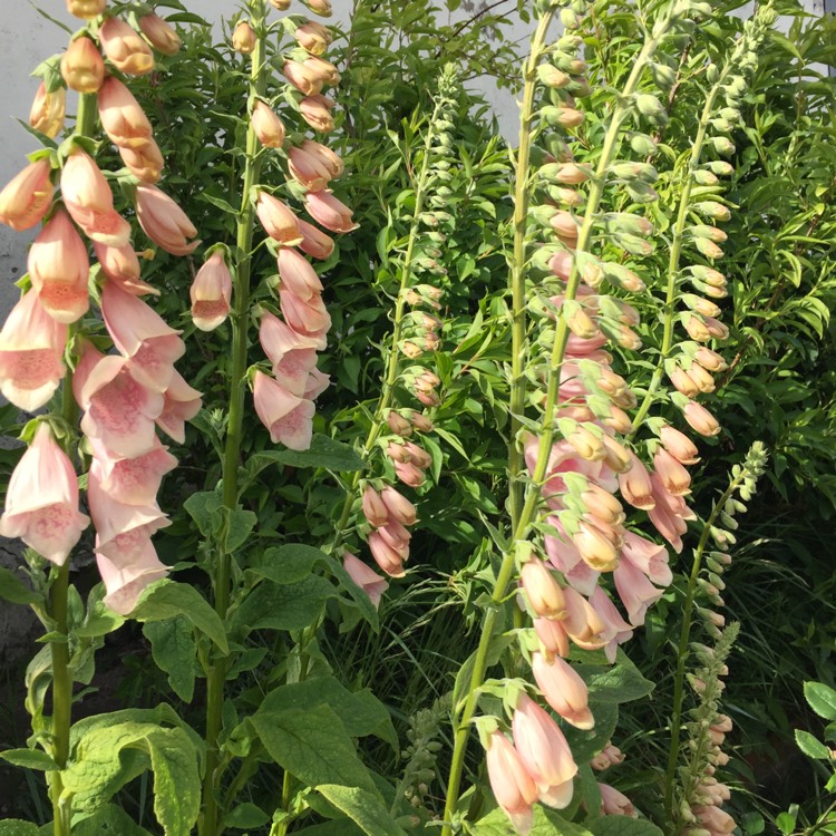 Plant image Digitalis purpurea 'Dalmation Peach'