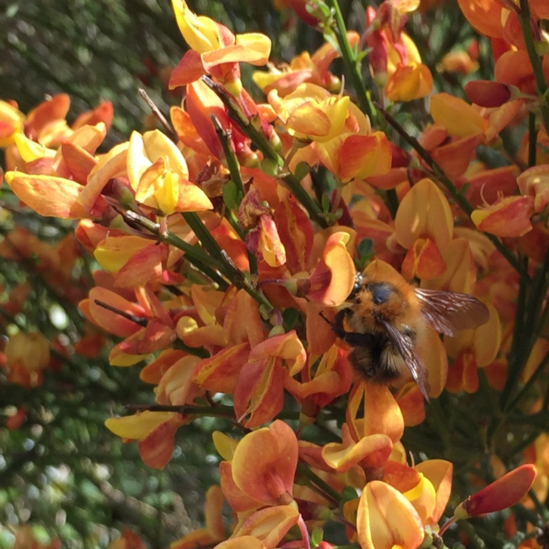 Plant image Cytisus x boskoopii 'Apricot Gem' syn. Cytisus 'Apricot Gem'