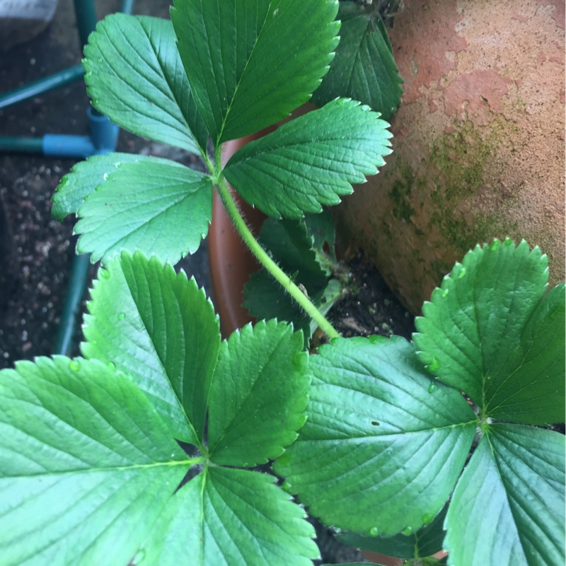 Plant image Fragaria x ananassa 'Florence'