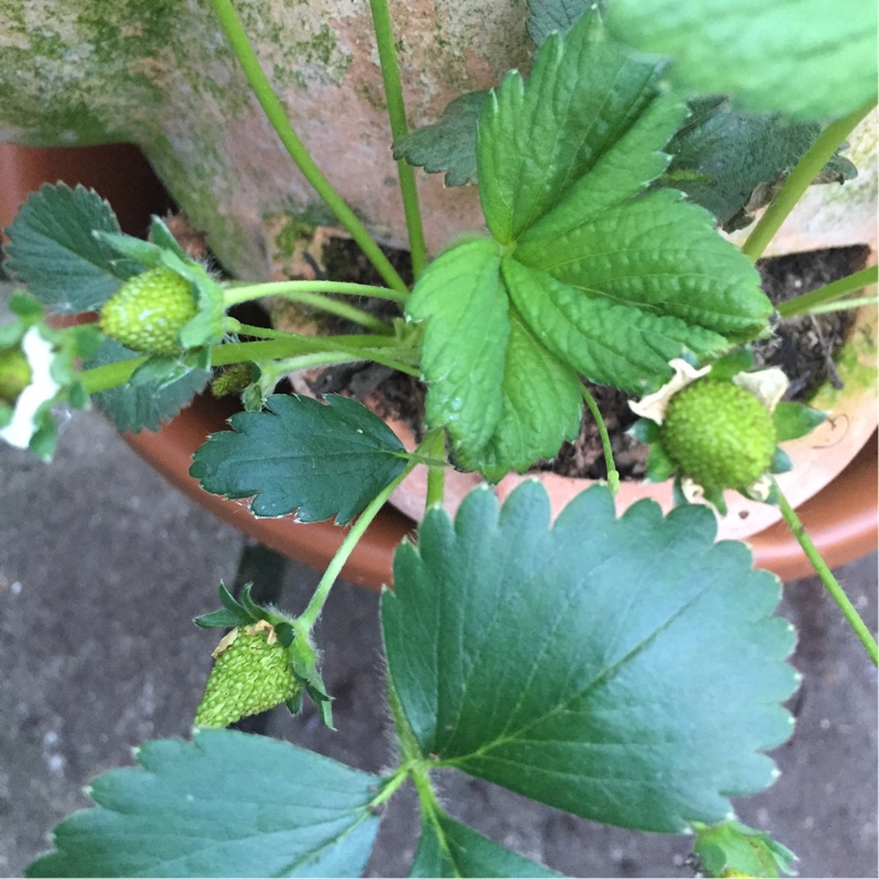 Plant image Fragaria x ananassa 'Flamenco'