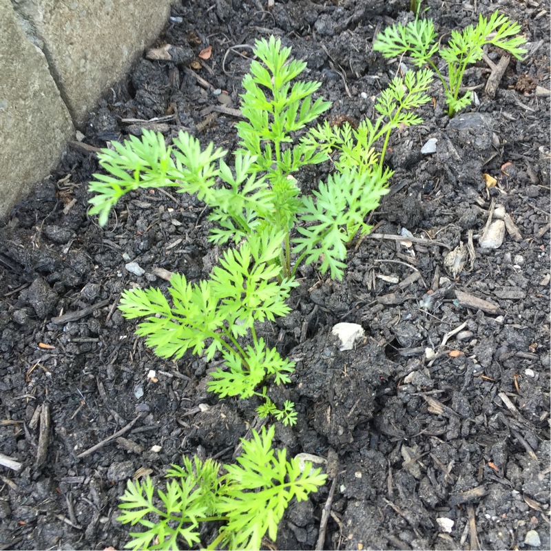 Plant image Daucus carota subsp. sativus 'Harlequin' F1