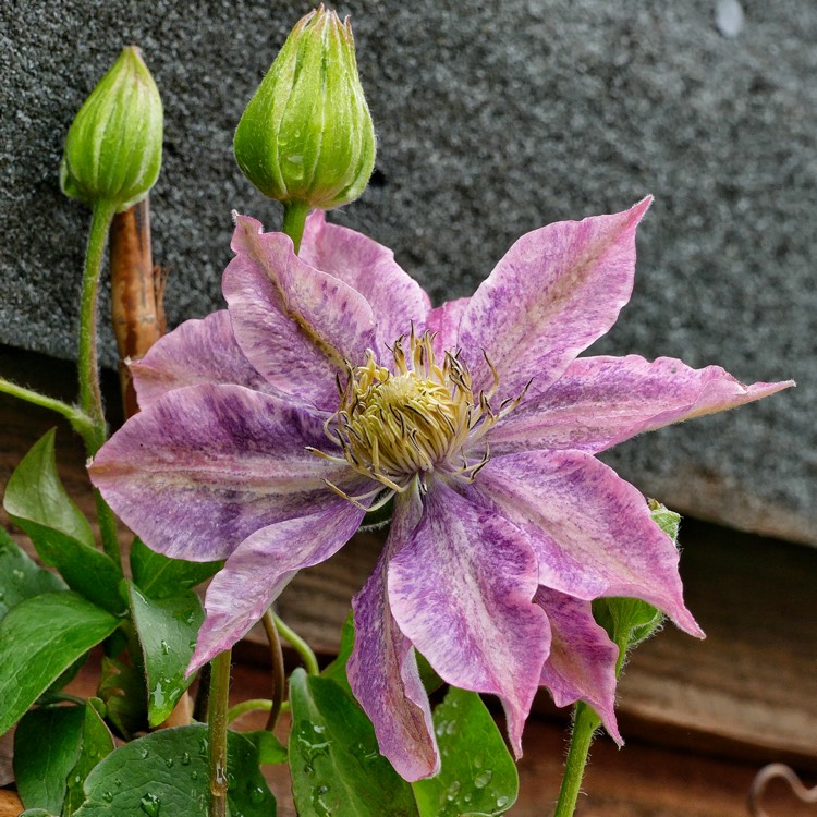 Plant image Clematis viticella 'Little Mermaid'