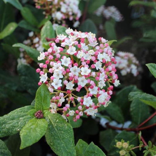 Plant image Viburnum tinus 'Gwenllian'