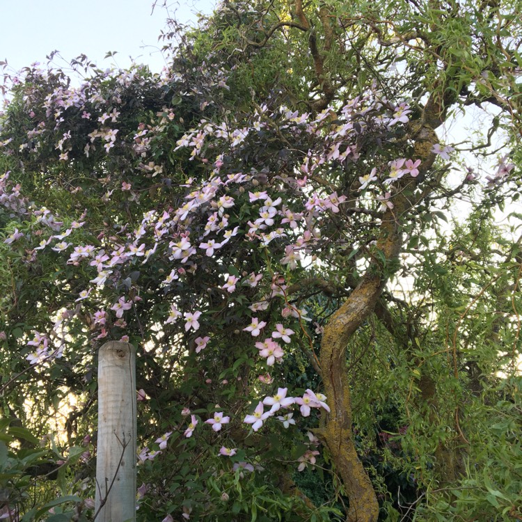 Plant image Clematis montana