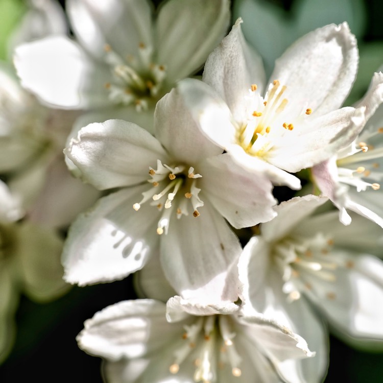 Plant image Deutzia x kalmiiflora