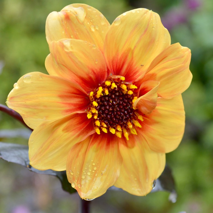 Plant image Dahlia 'Sunshine'