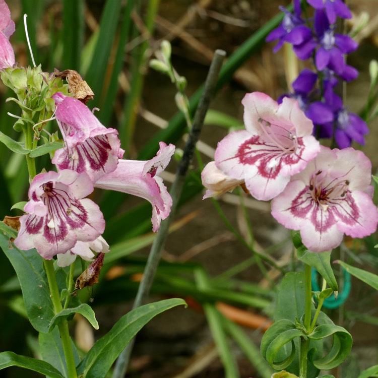 plant image 1351721