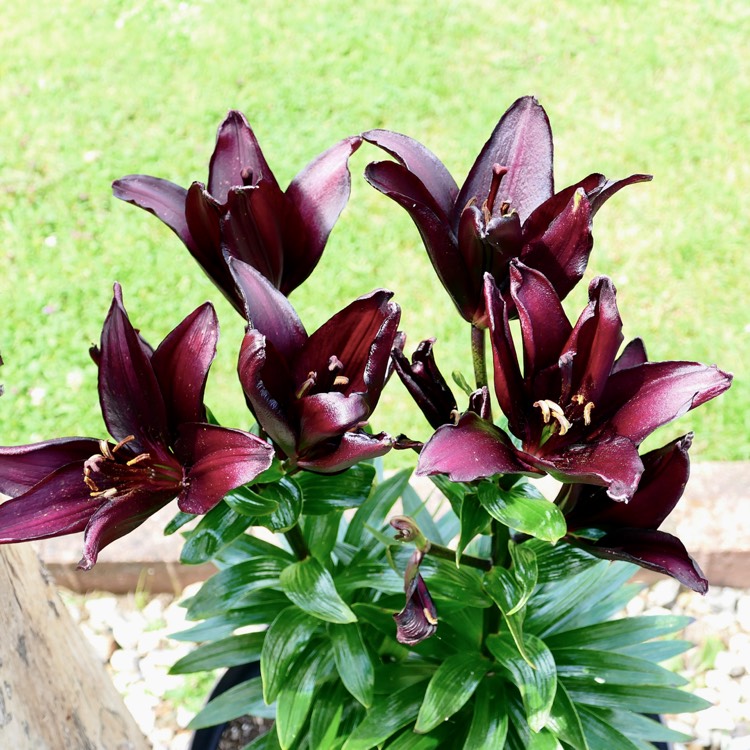 Plant image Lilium 'Landini'