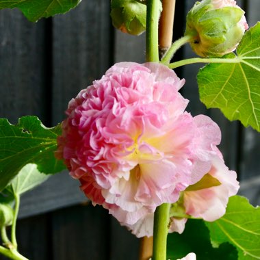 Hollyhock 'Chater's Double Group Apricot'